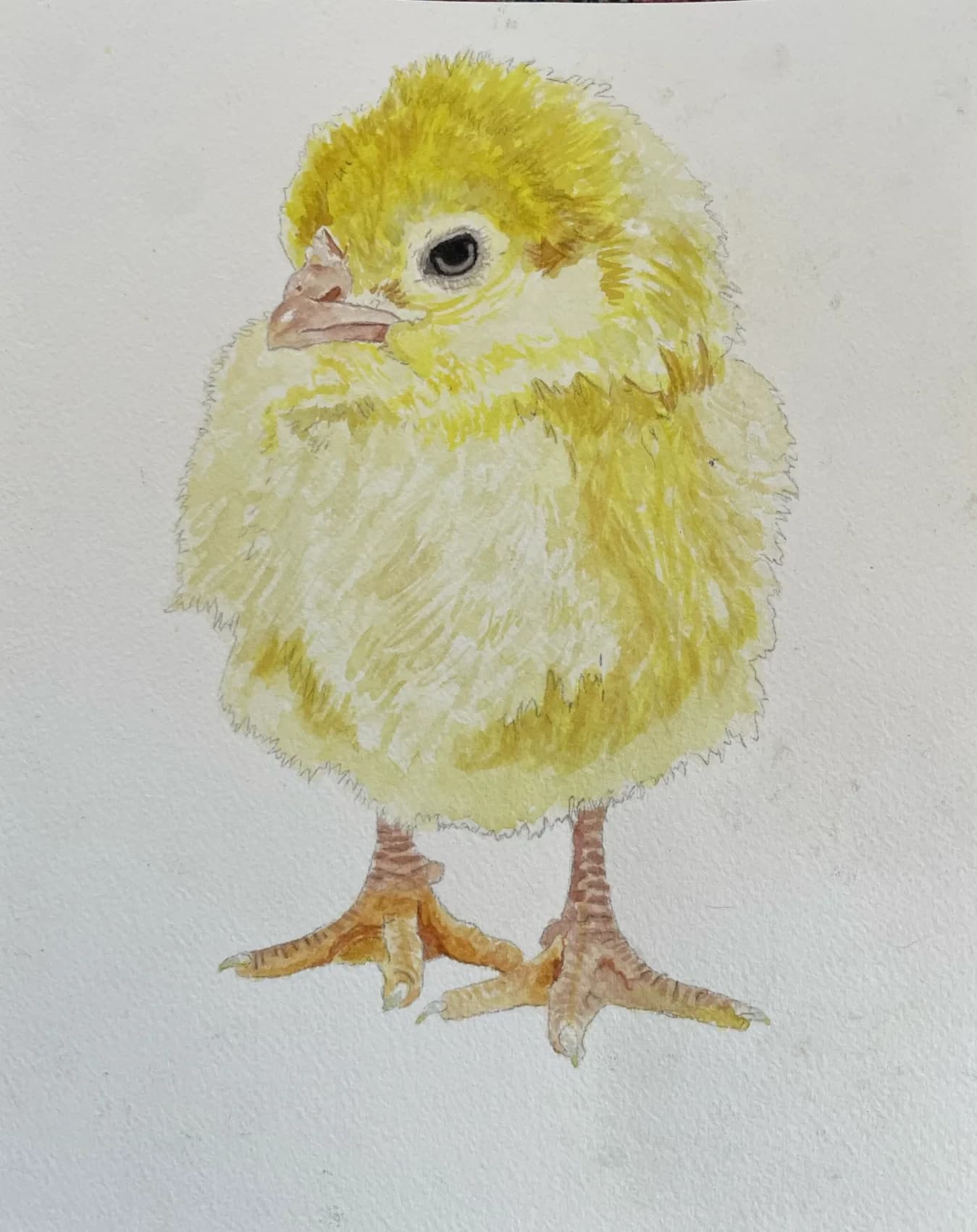 Watercolor painting of a yellow chick