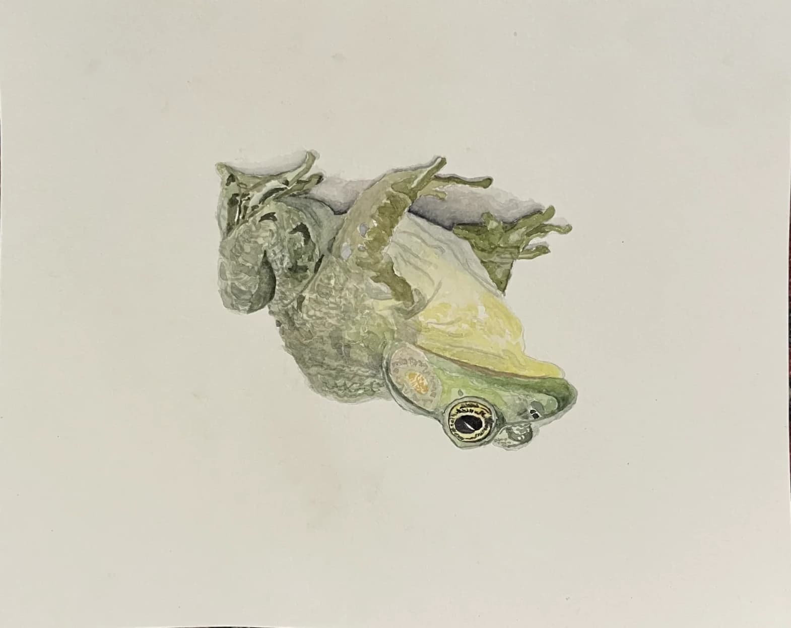 Watercolor painting of a frog