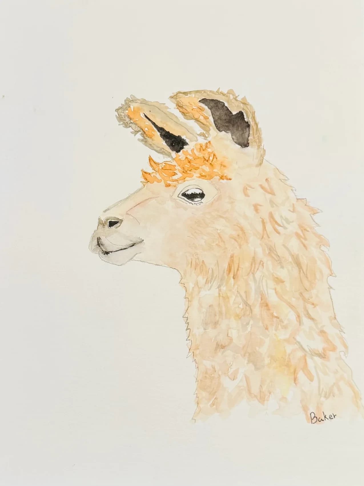 Watercolor portrait of a llama